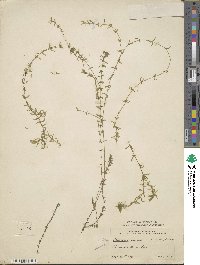 Elodea canadensis image