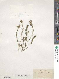 Elodea canadensis image