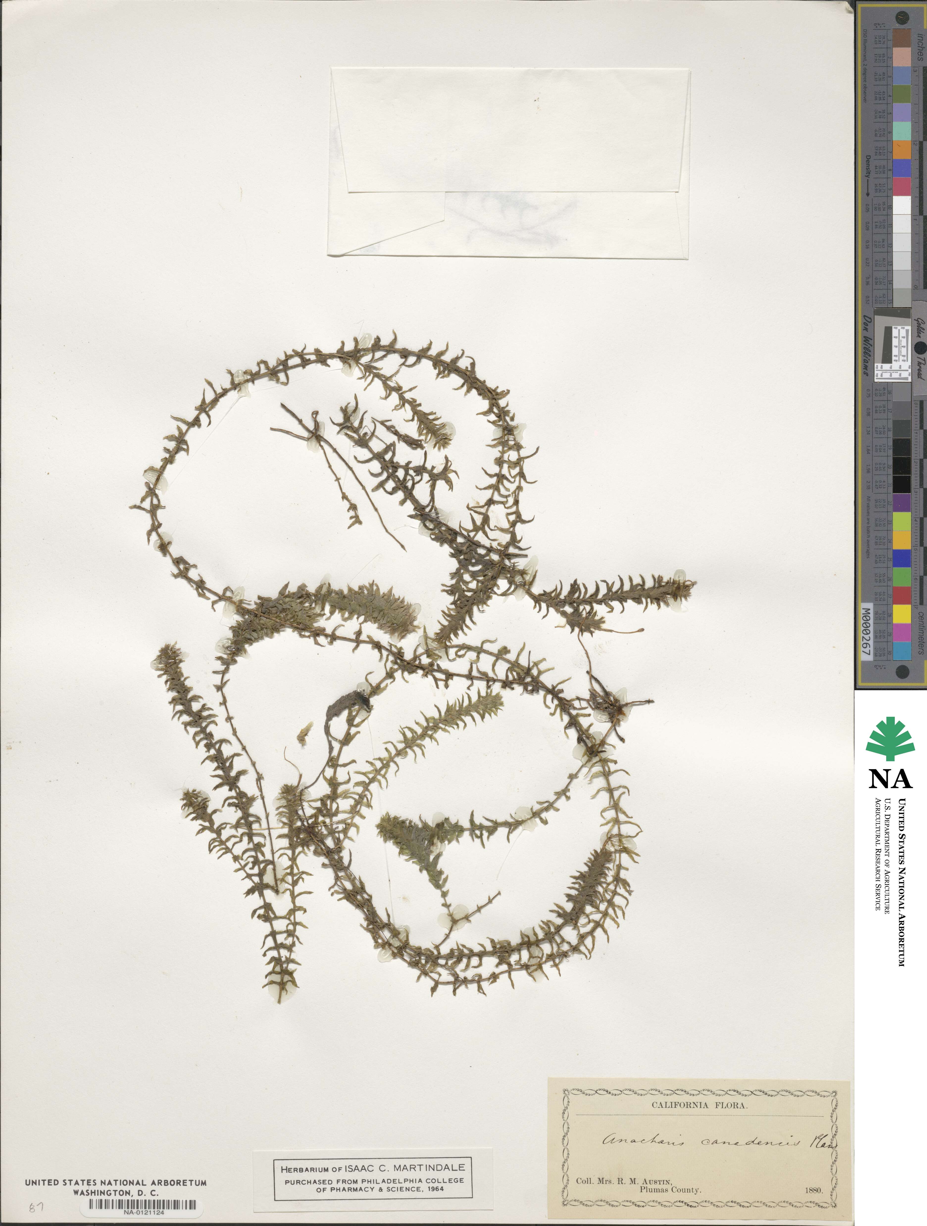 Elodea canadensis image