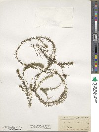 Elodea canadensis image