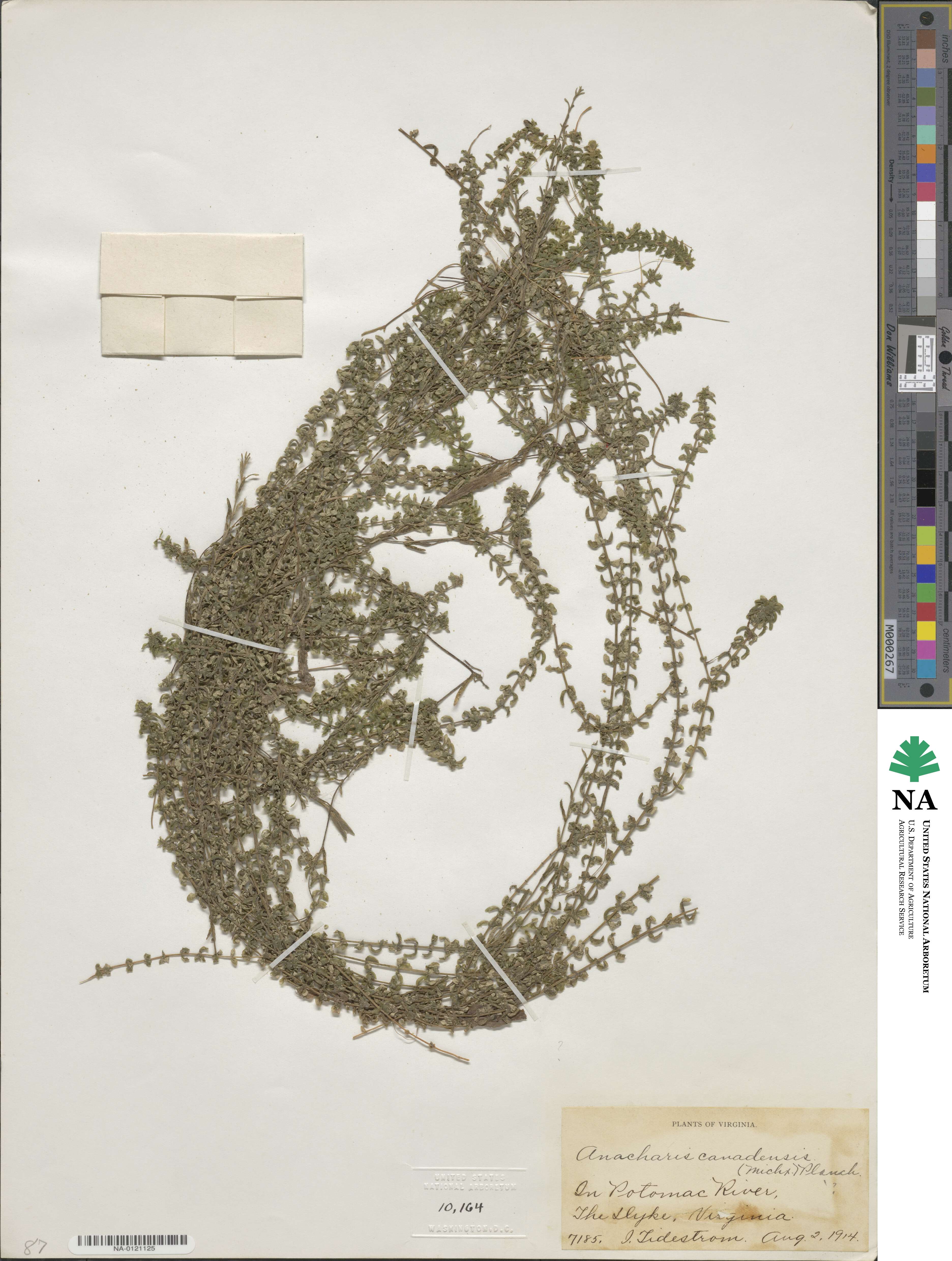 Elodea canadensis image