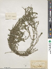 Elodea canadensis image