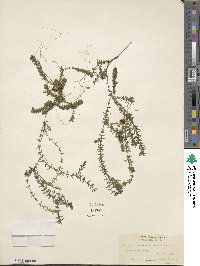 Elodea canadensis image