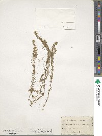 Elodea canadensis image