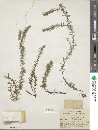 Elodea canadensis image