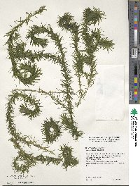 Elodea densa image