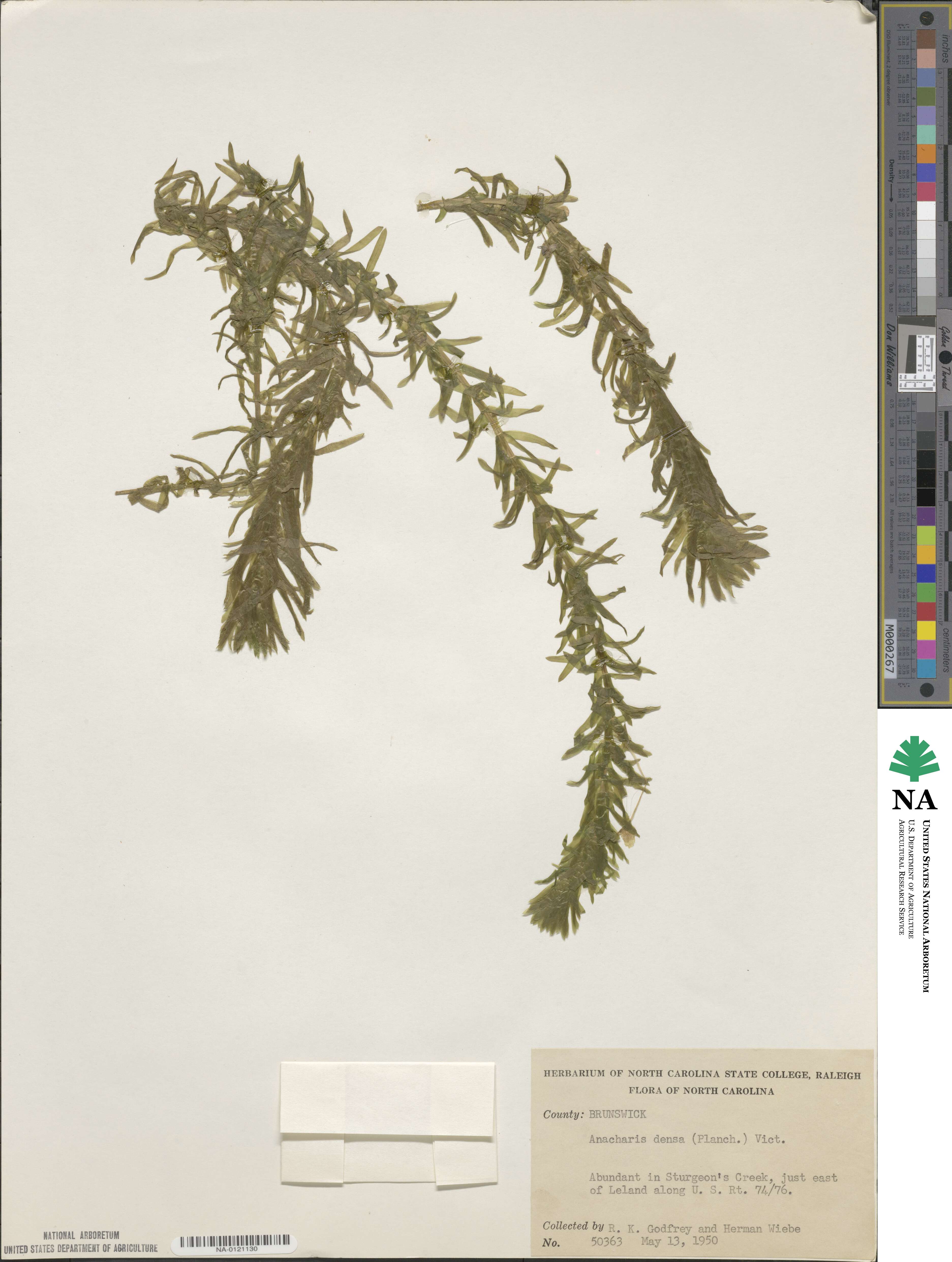 Elodea densa image