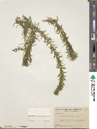 Elodea densa image