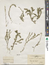 Elodea canadensis image