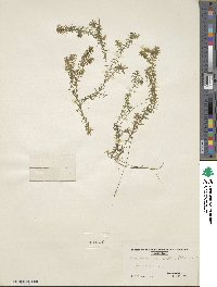 Elodea canadensis image