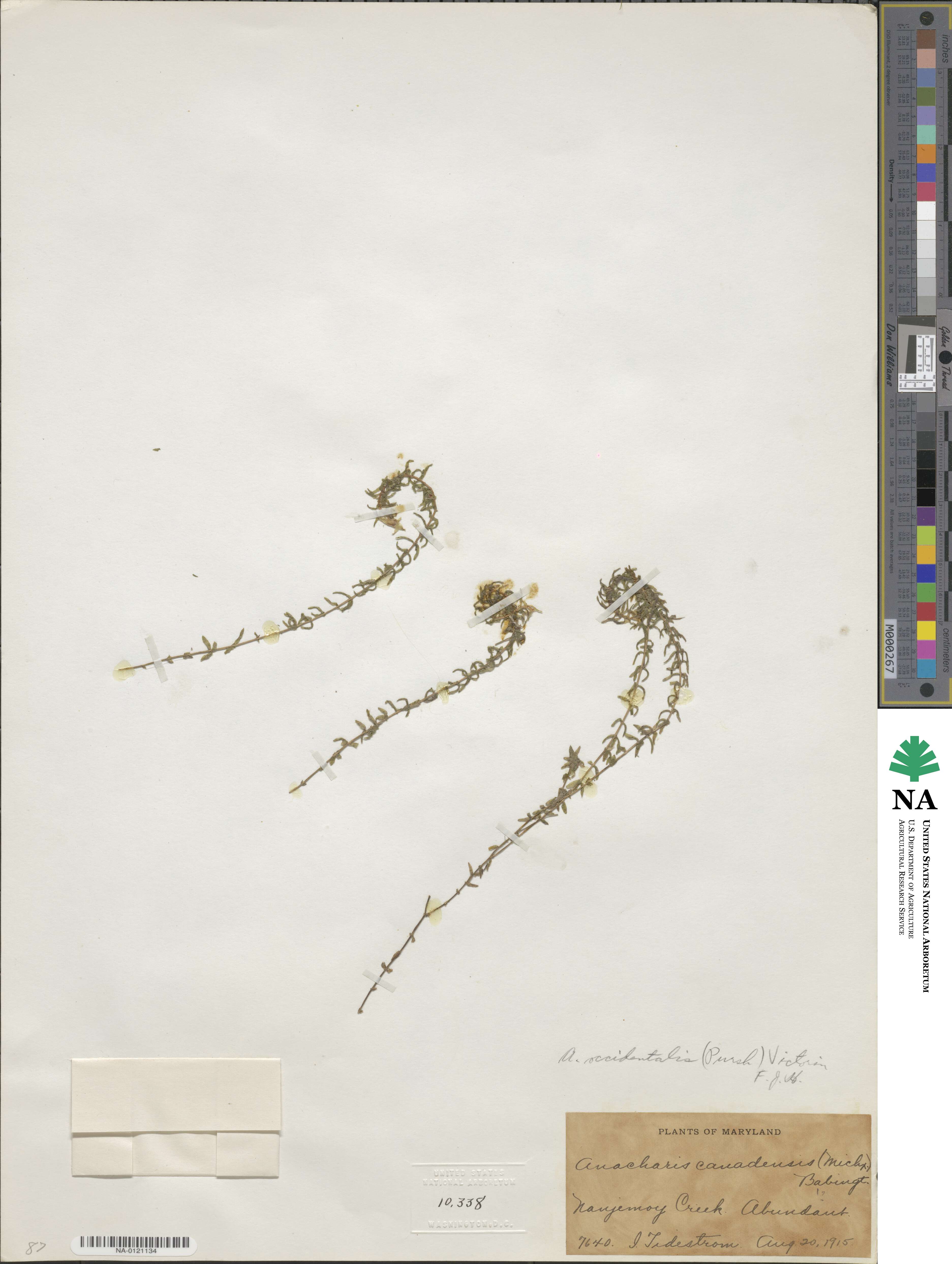 Elodea canadensis image