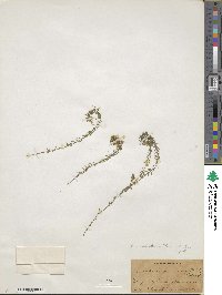 Elodea canadensis image