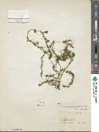 Elodea canadensis image