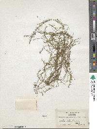 Elodea canadensis image