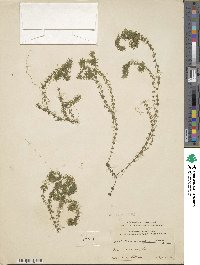 Elodea canadensis image