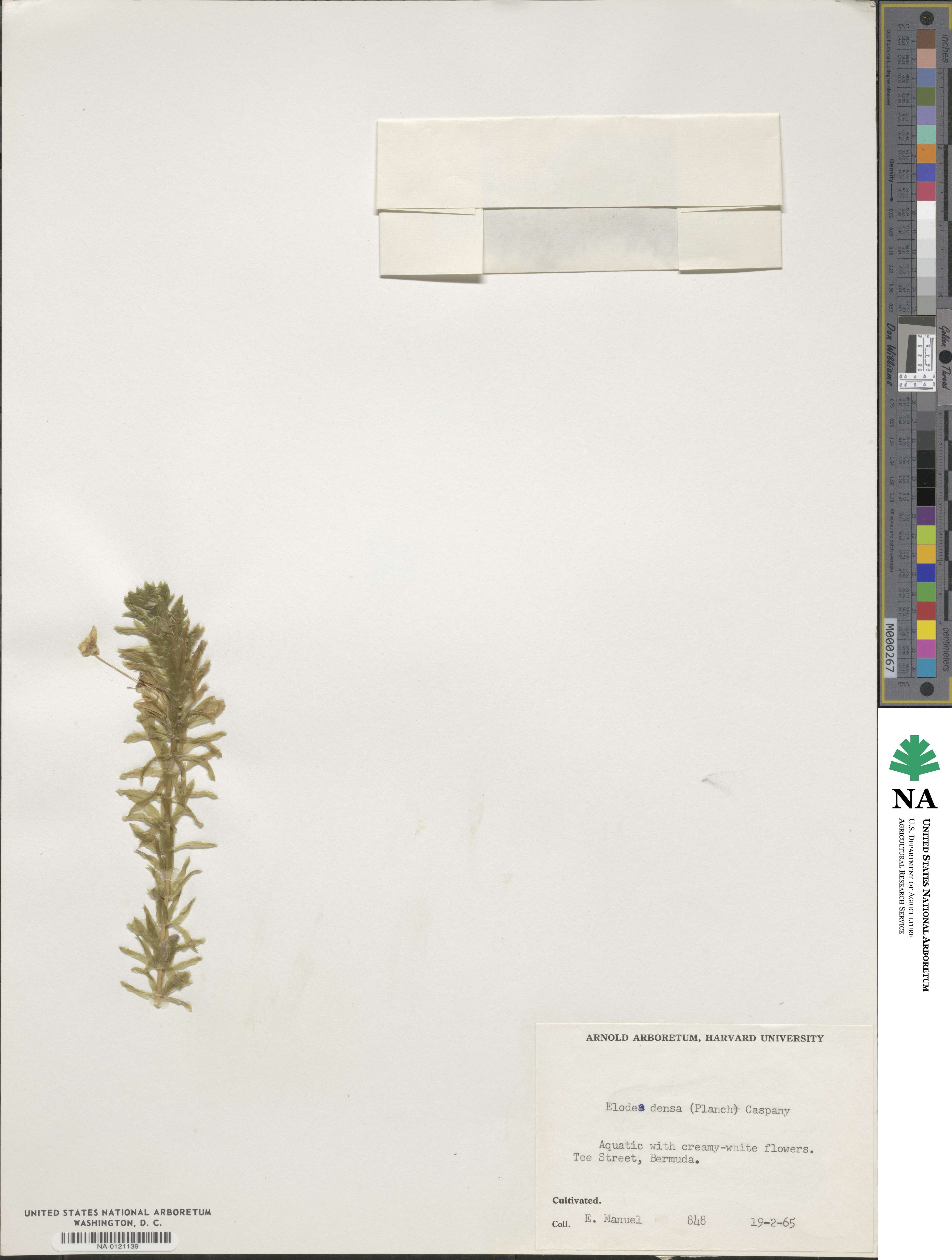 Elodea densa image