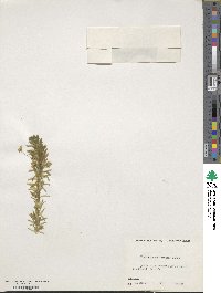 Elodea densa image