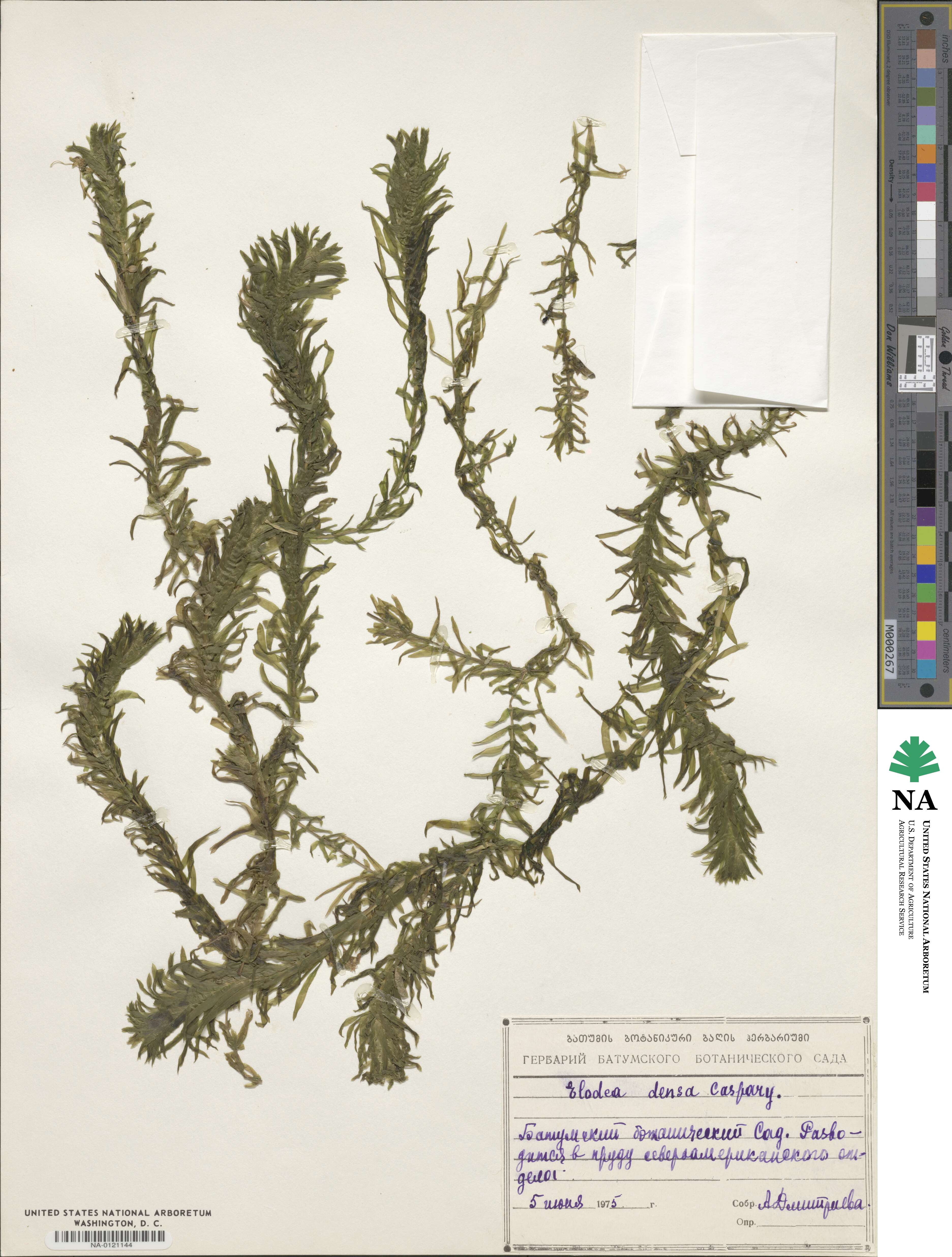 Elodea densa image