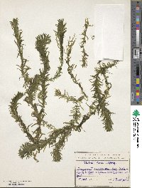 Elodea densa image