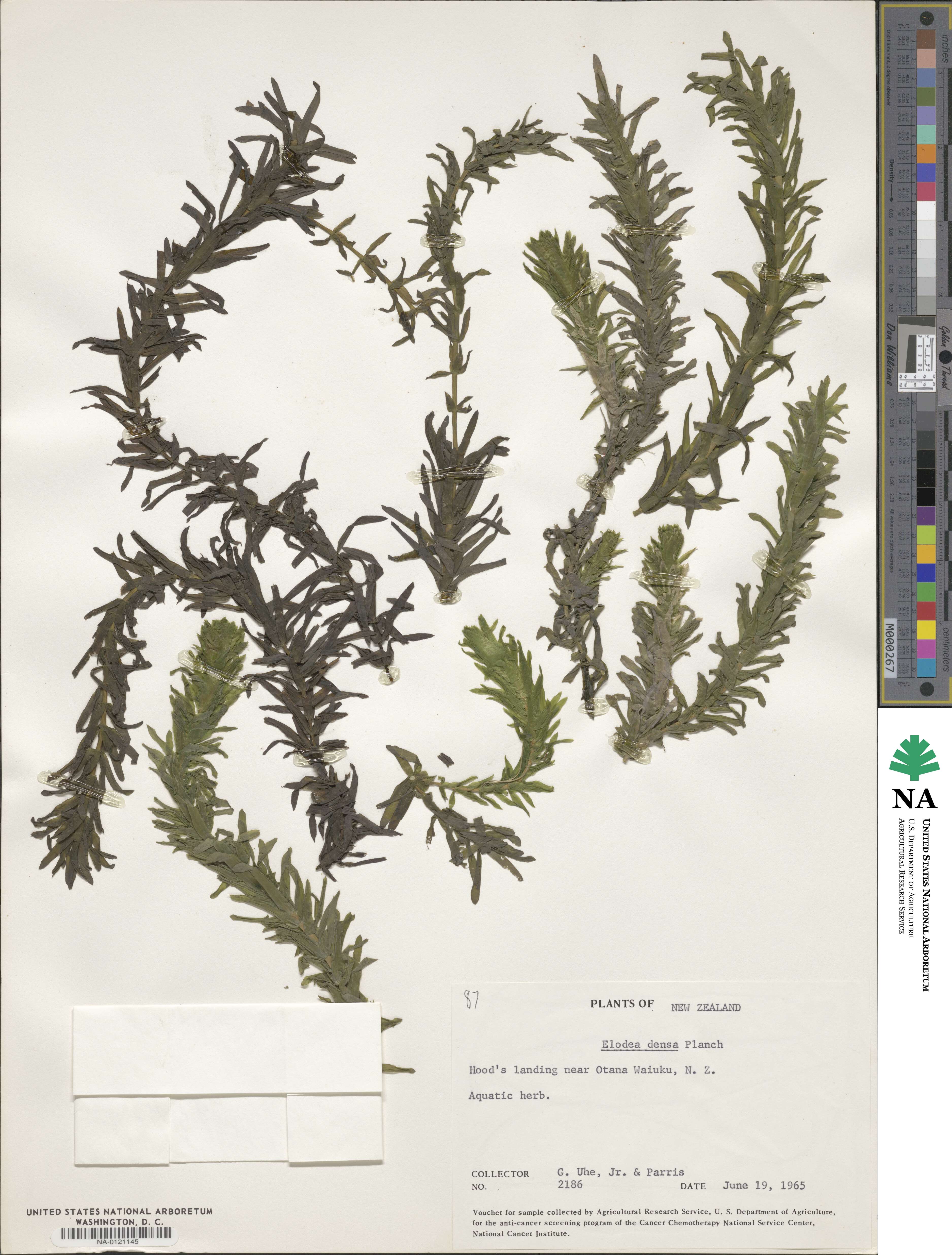 Elodea densa image