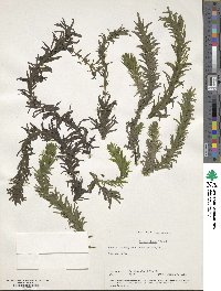 Elodea densa image