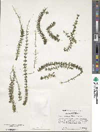 Elodea canadensis image