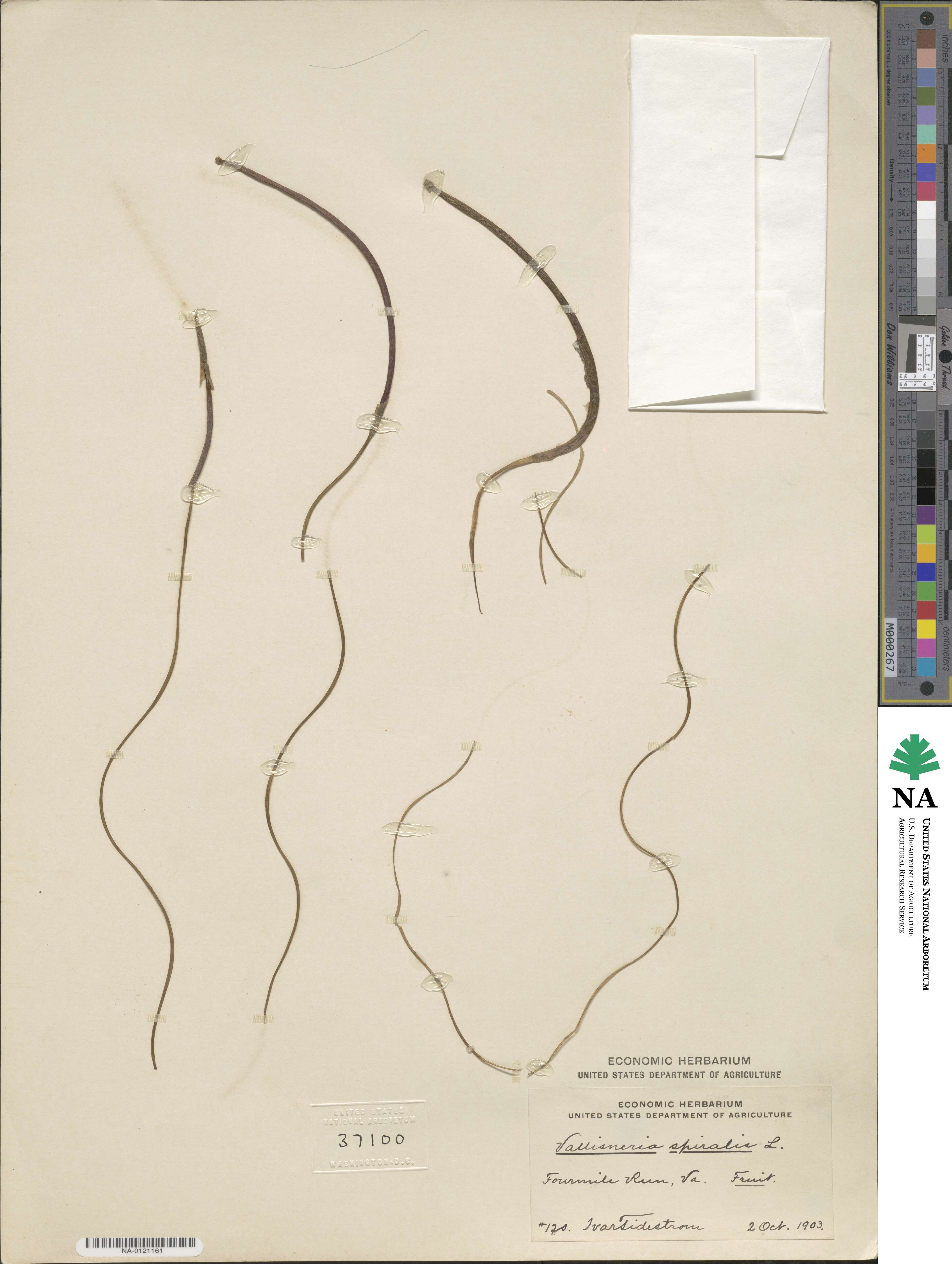 Vallisneria spiralis image