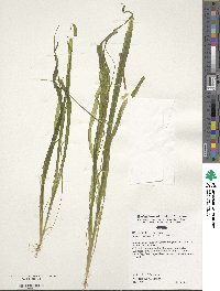 Blyxa aubertii image