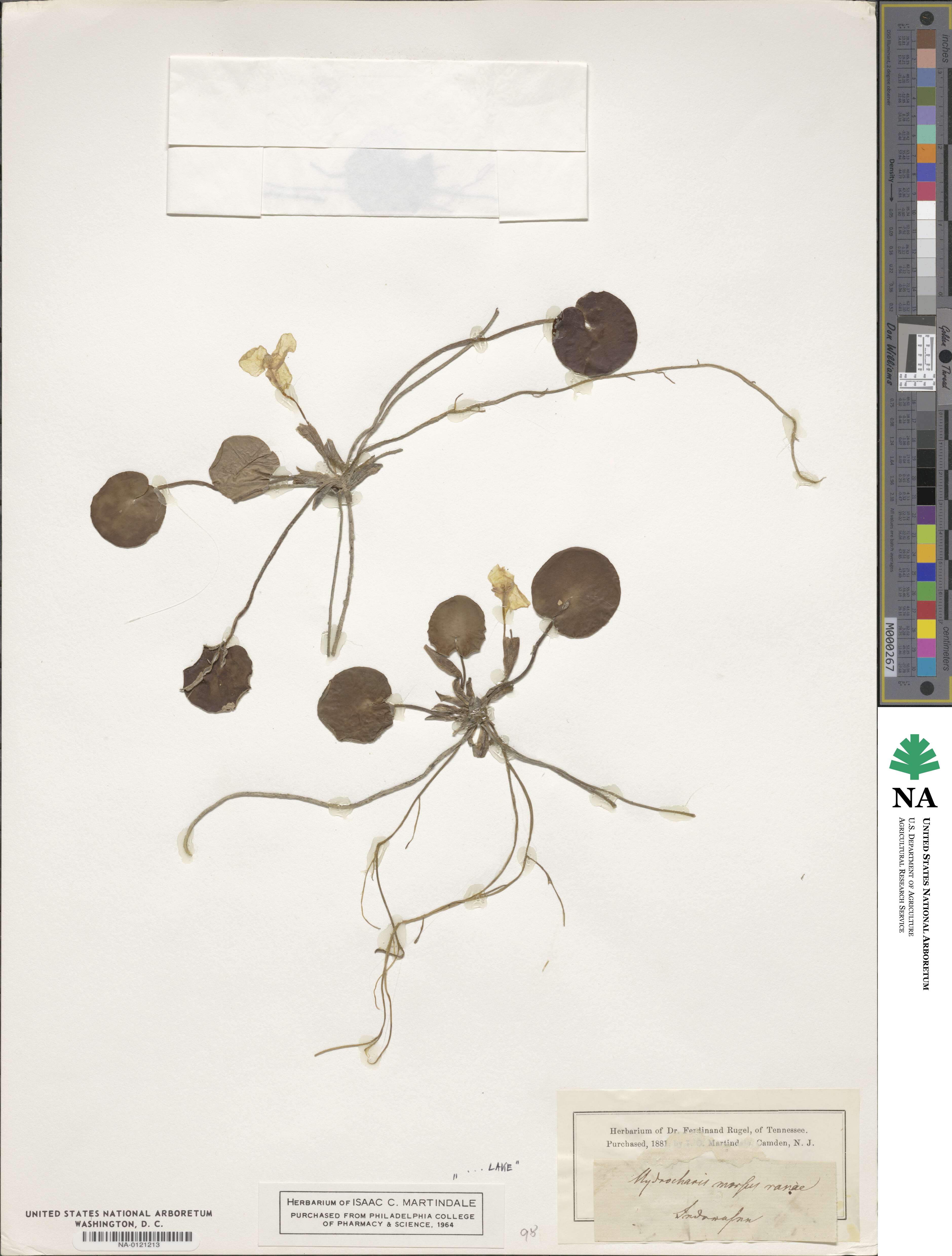 Hydrocharis morsus-ranae image