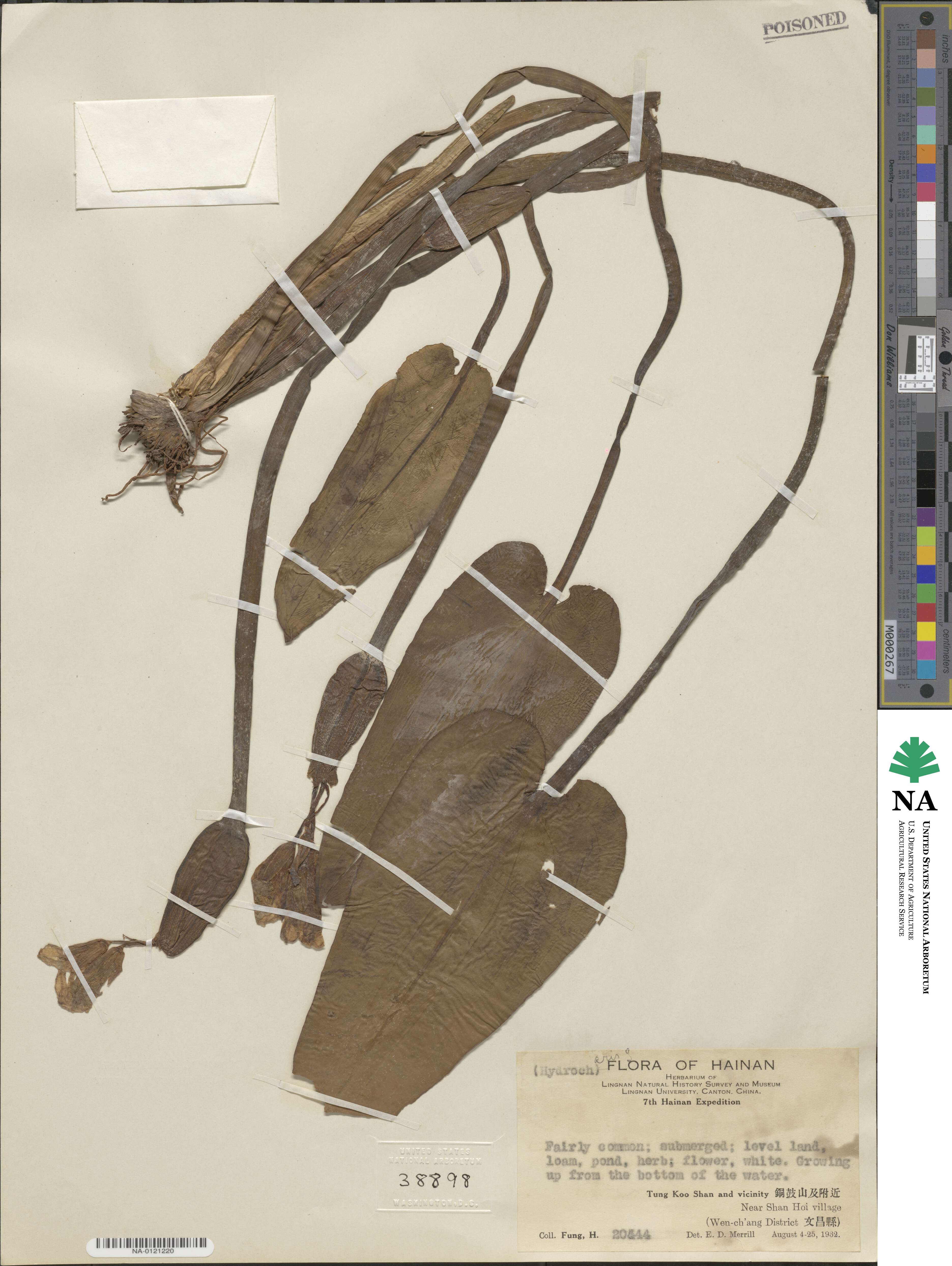 Hydrocharis image
