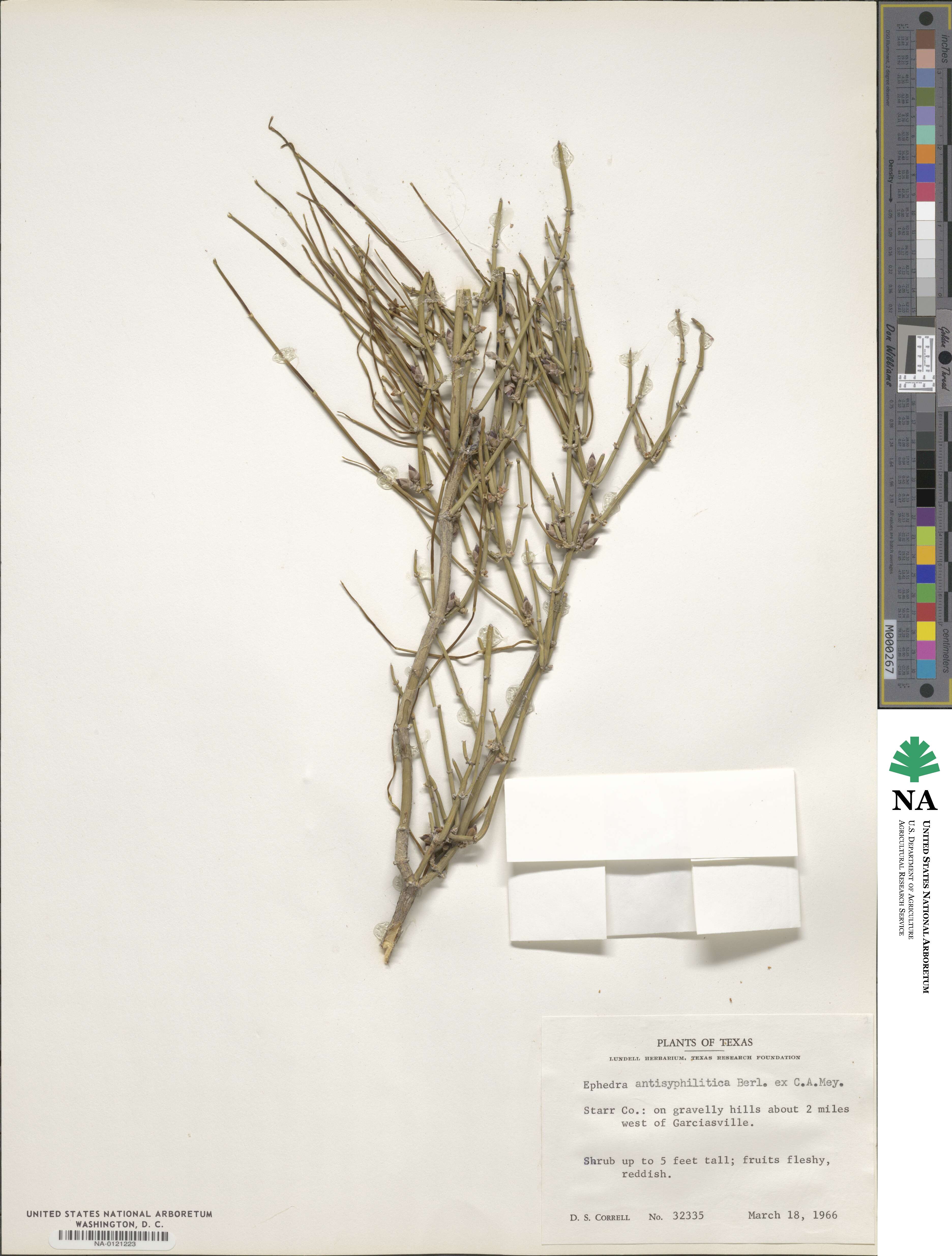 Ephedra antisyphilitica image