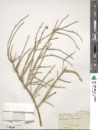 Ephedra antisyphilitica image