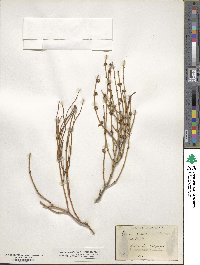 Ephedra antisyphilitica image