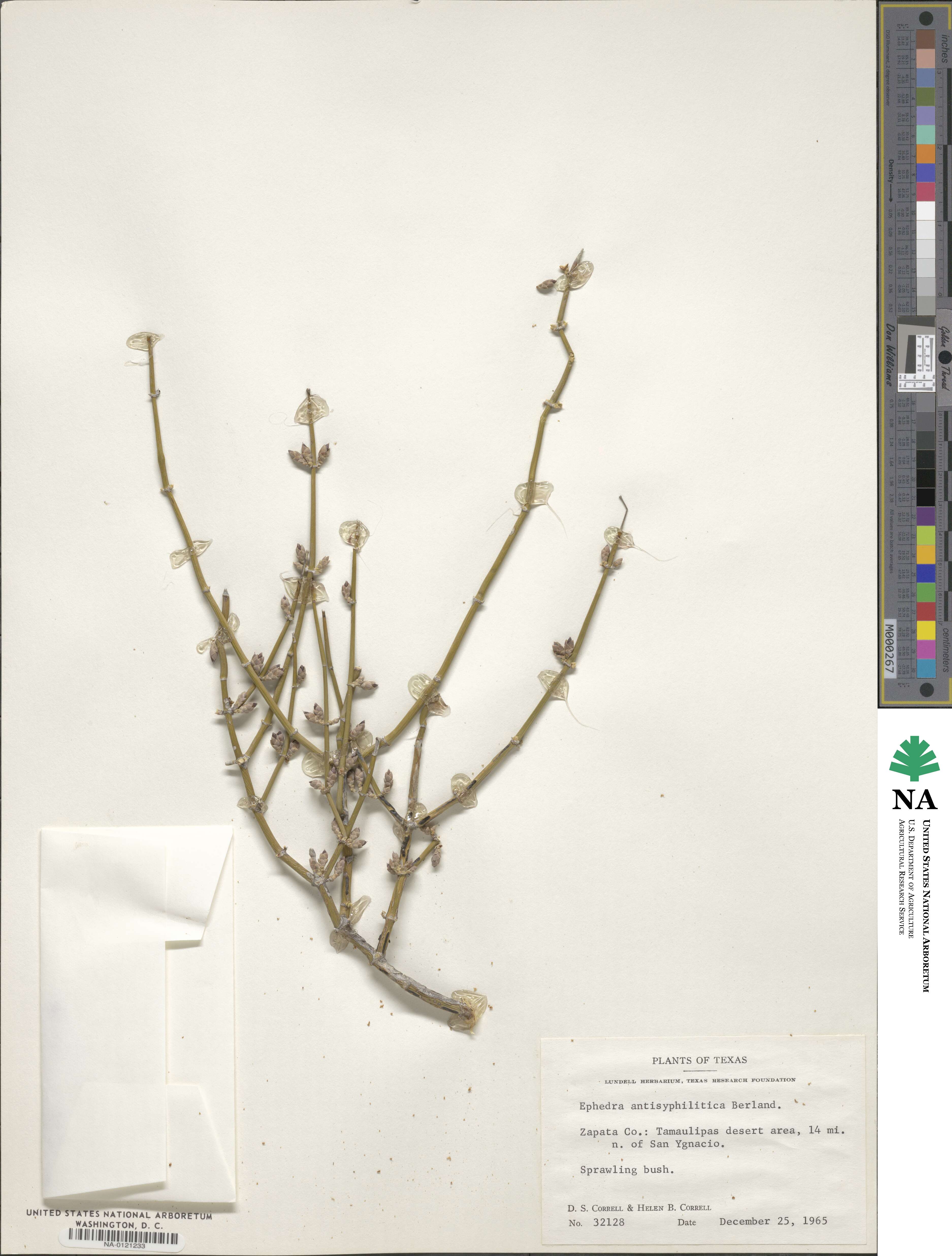 Ephedra antisyphilitica image