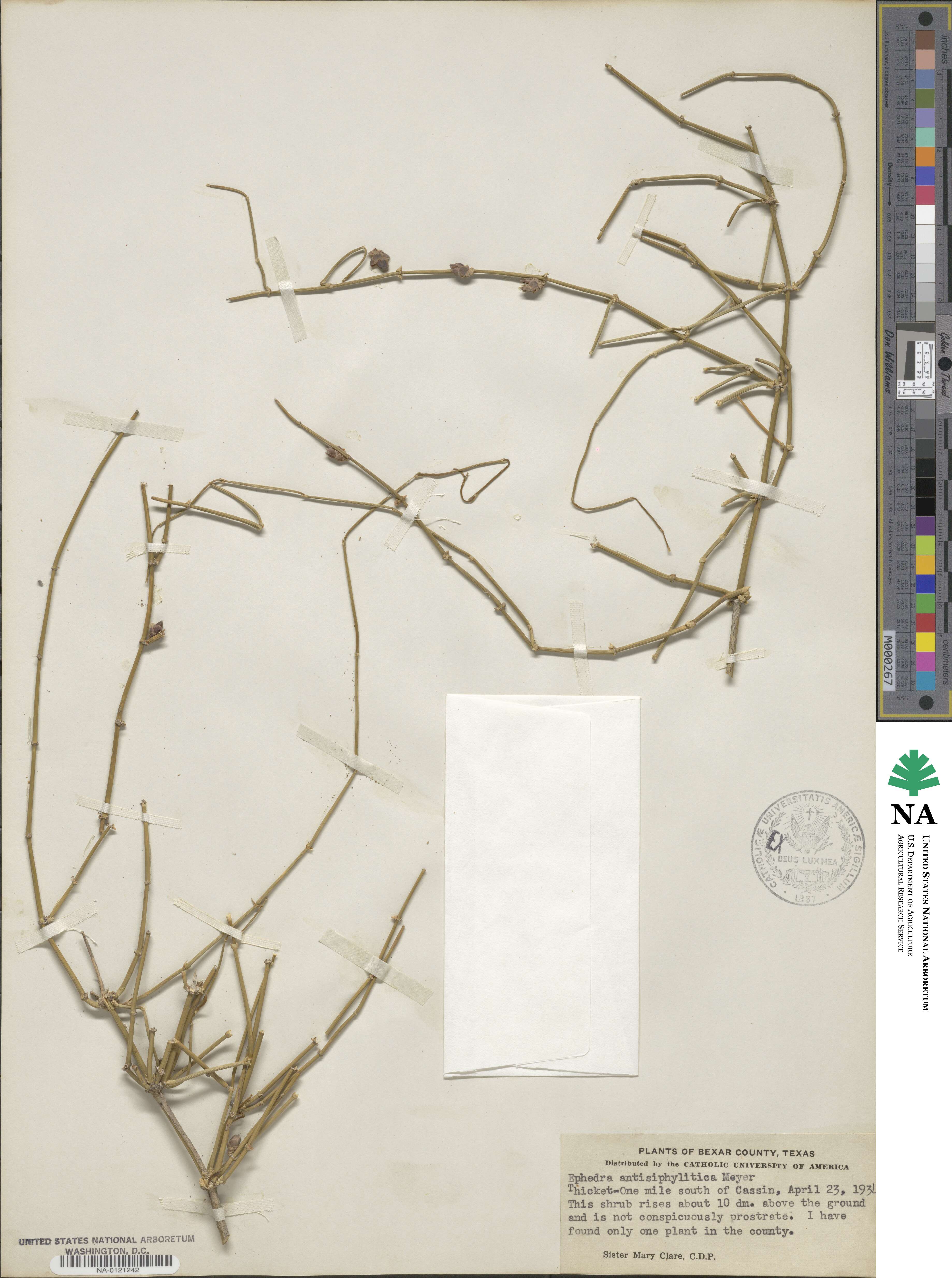 Ephedra antisyphilitica image