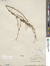 Ephedra aspera image