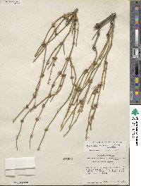 Ephedra aspera image