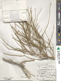 Ephedra aspera image