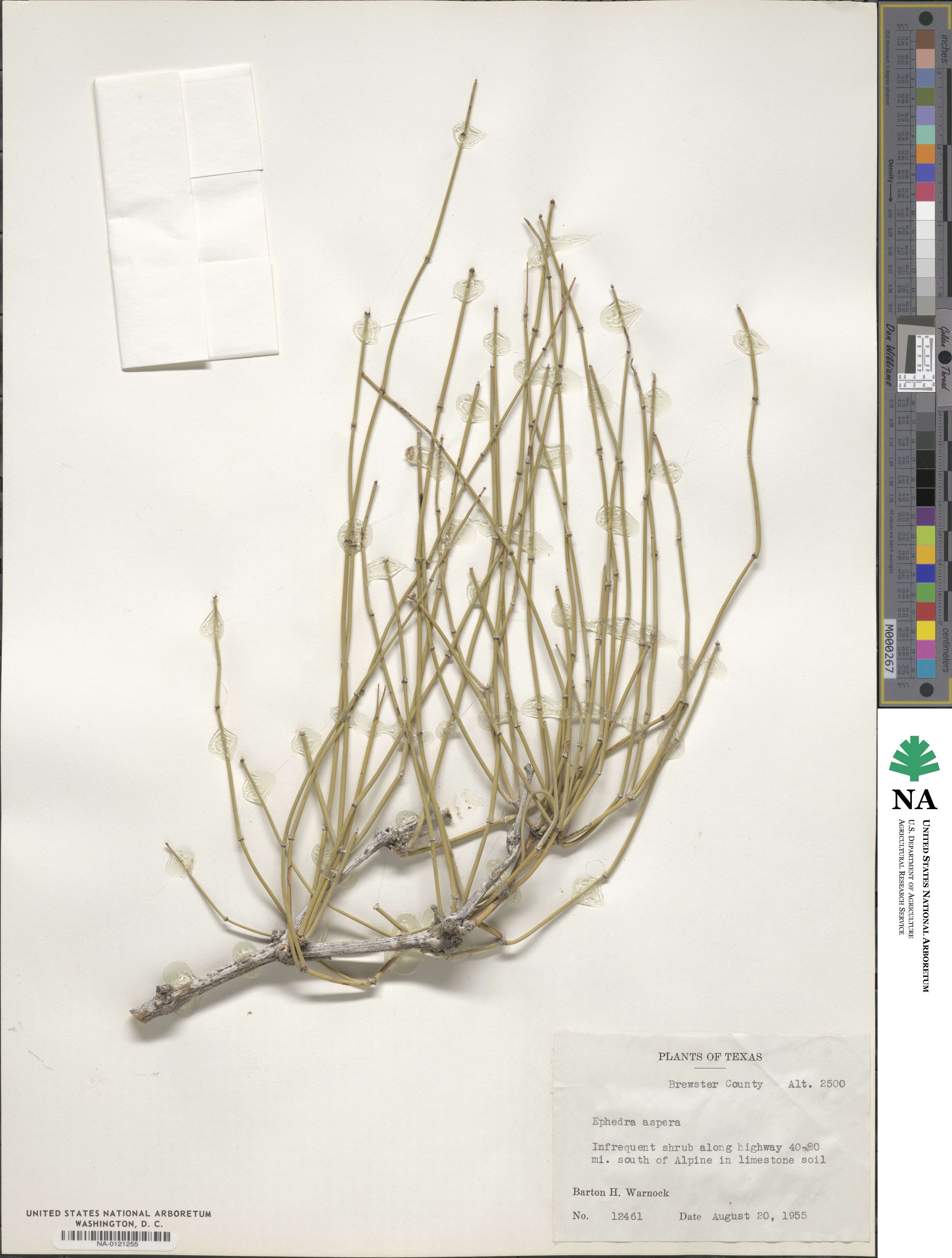 Ephedra aspera image