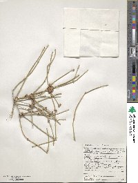 Ephedra aspera image