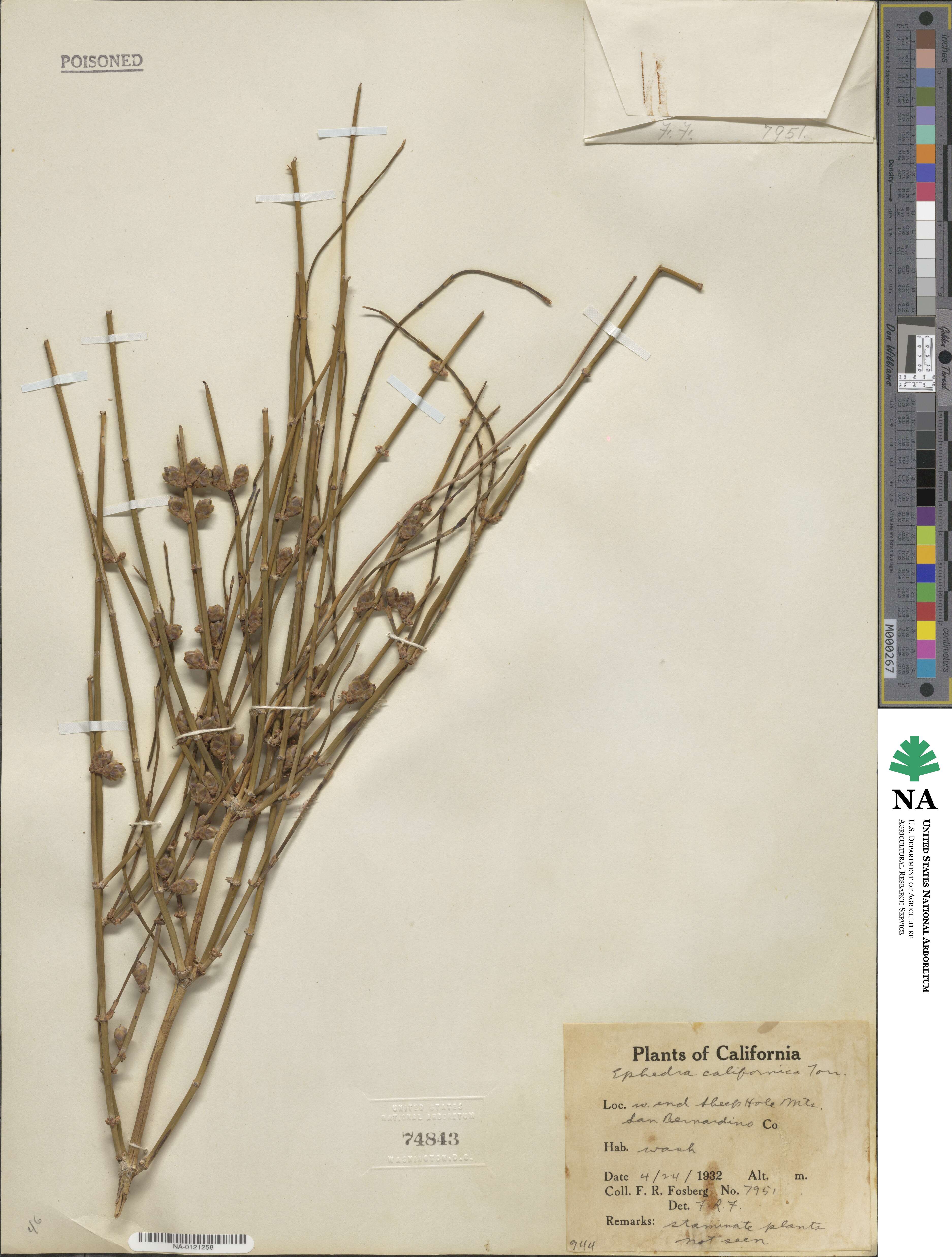 Ephedra image
