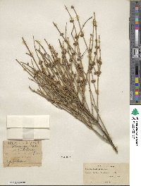 Ephedra californica image