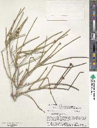 Ephedra californica image