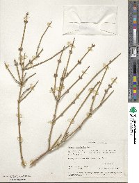 Ephedra californica image