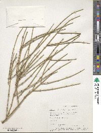 Ephedra californica image