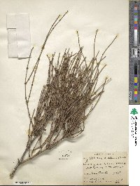 Ephedra californica image