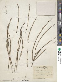 Ephedra californica image