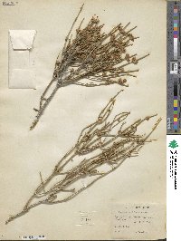 Ephedra californica image