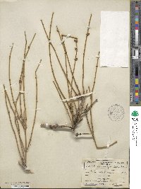 Ephedra californica image