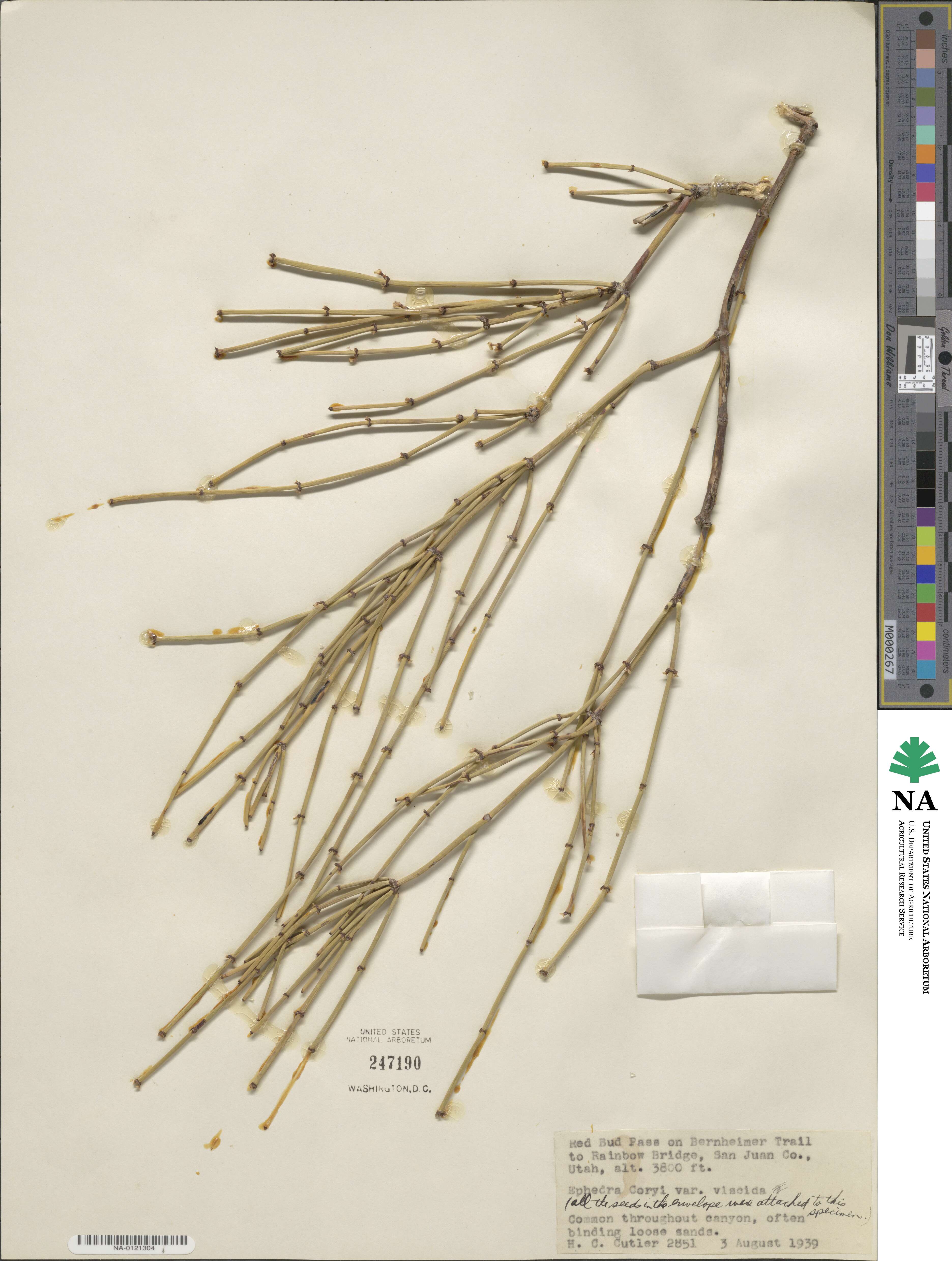 Ephedra cutleri image